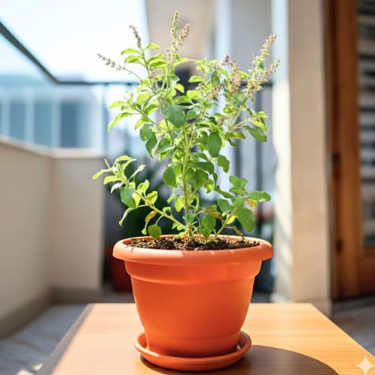 Tulsi Plant (Tulasi)